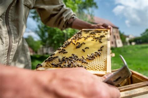 pomoc dla pszczelarzy 2023